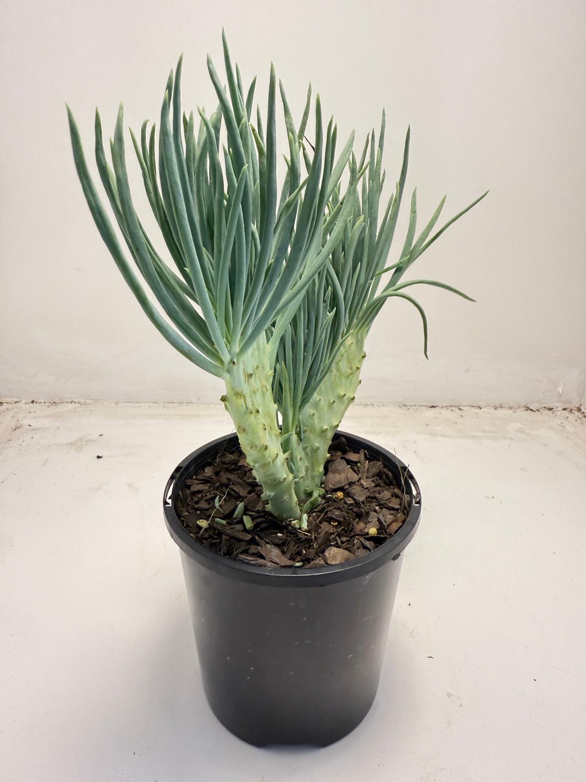 Mermaid Tail : Crested Senecio Talinoides - Narrow Leaf Chalk Stick #710