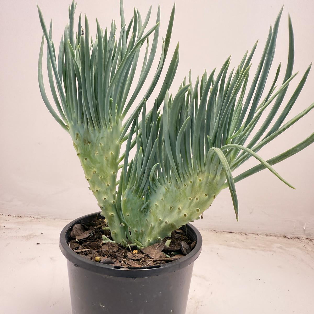 Mermaid Tail : Crested Senecio Talinoides - Narrow Leaf Chalk Stick #710