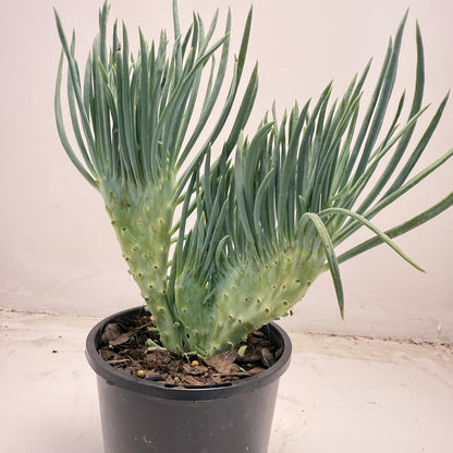 Mermaid Tail : Crested Senecio Talinoides - Narrow Leaf Chalk Stick #710
