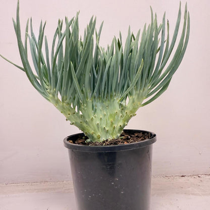 Mermaid Tail : Crested Senecio Talinoides - Narrow Leaf Chalk Stick #711