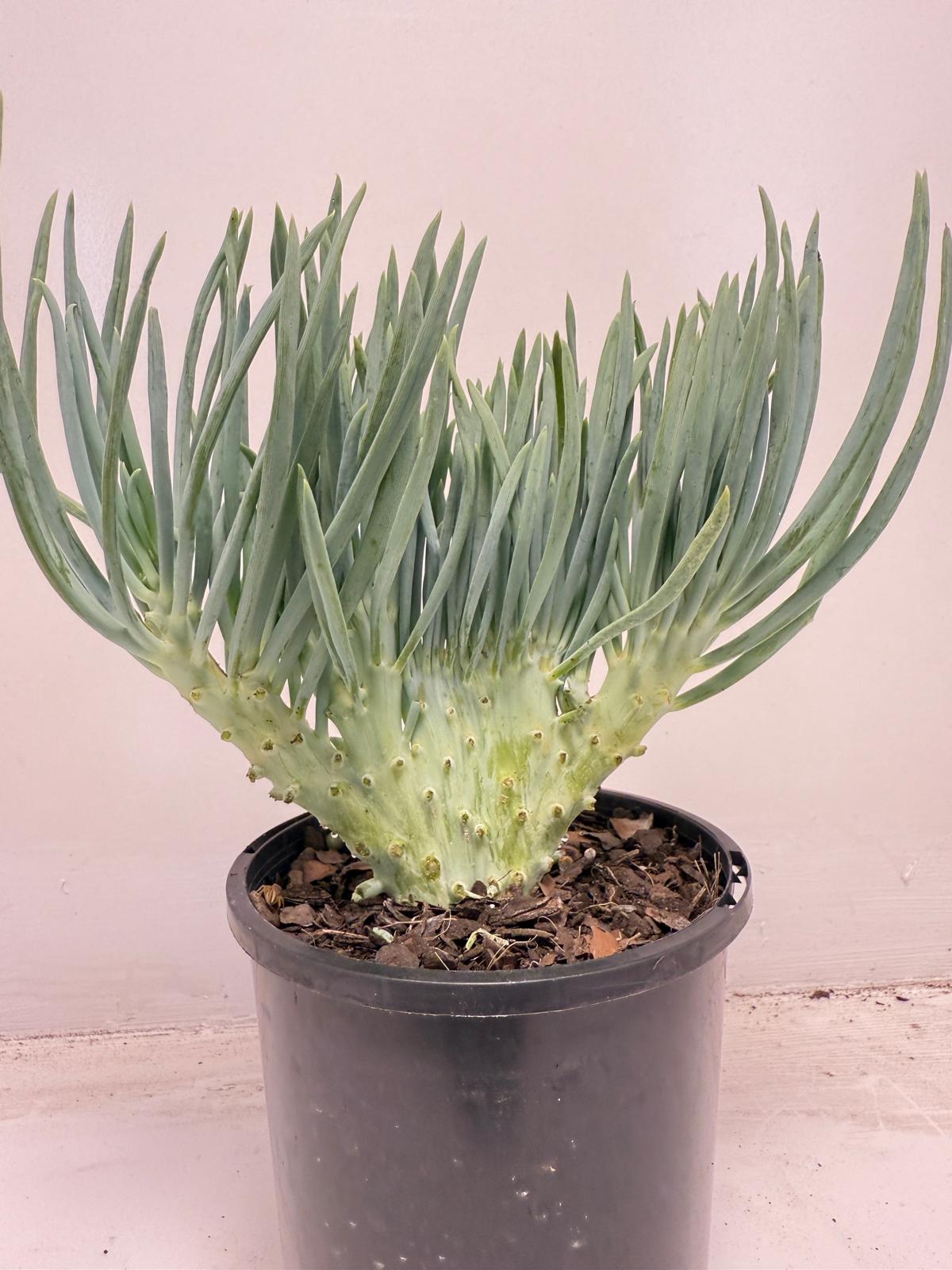 Mermaid Tail : Crested Senecio Talinoides - Narrow Leaf Chalk Stick #711