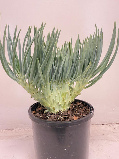 Mermaid Tail : Crested Senecio Talinoides - Narrow Leaf Chalk Stick #711