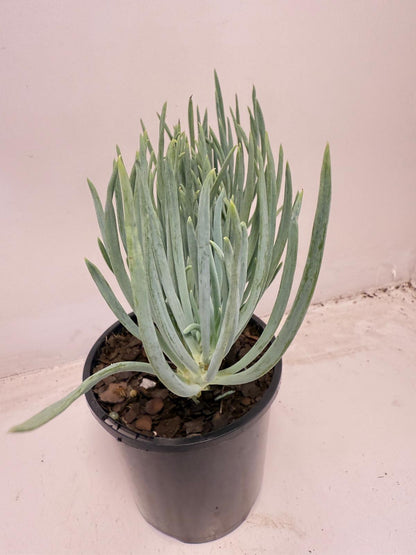 Mermaid Tail : Crested Senecio Talinoides - Narrow Leaf Chalk Stick #711