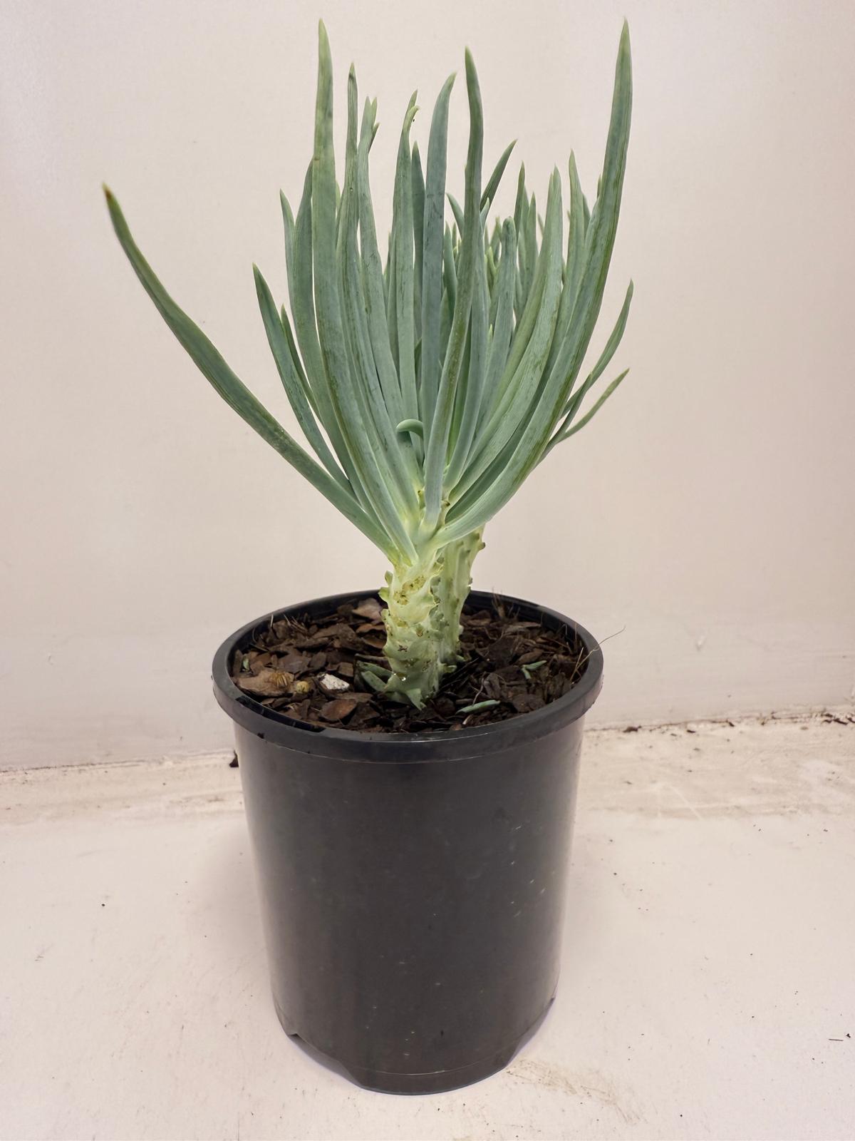 Mermaid Tail : Crested Senecio Talinoides - Narrow Leaf Chalk Stick #711