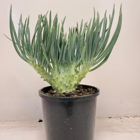 Mermaid Tail : Crested Senecio Talinoides - Narrow Leaf Chalk Stick #711