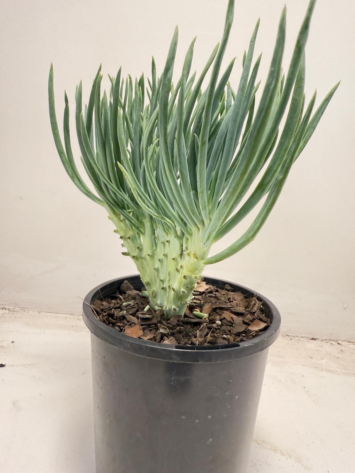 Mermaid Tail : Crested Senecio Talinoides - Narrow Leaf Chalk Stick #711