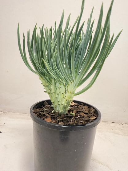 Mermaid Tail : Crested Senecio Talinoides - Narrow Leaf Chalk Stick #711