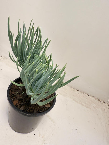 Mermaid Tail : Crested Senecio Talinoides - Narrow Leaf Chalk Stick #711