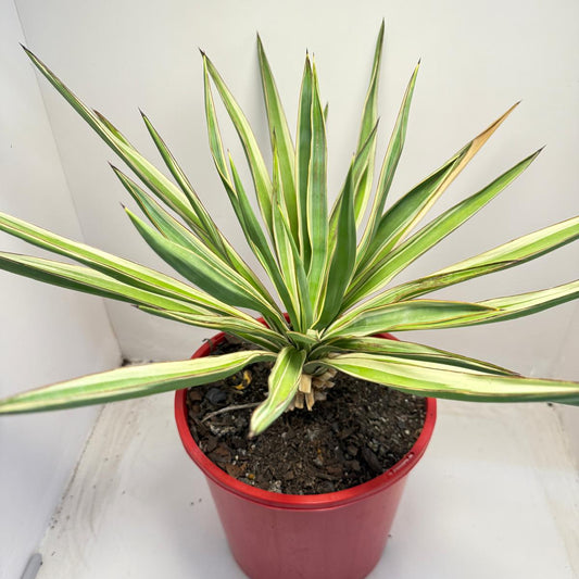 Yucca Carnival #74 | 210mm