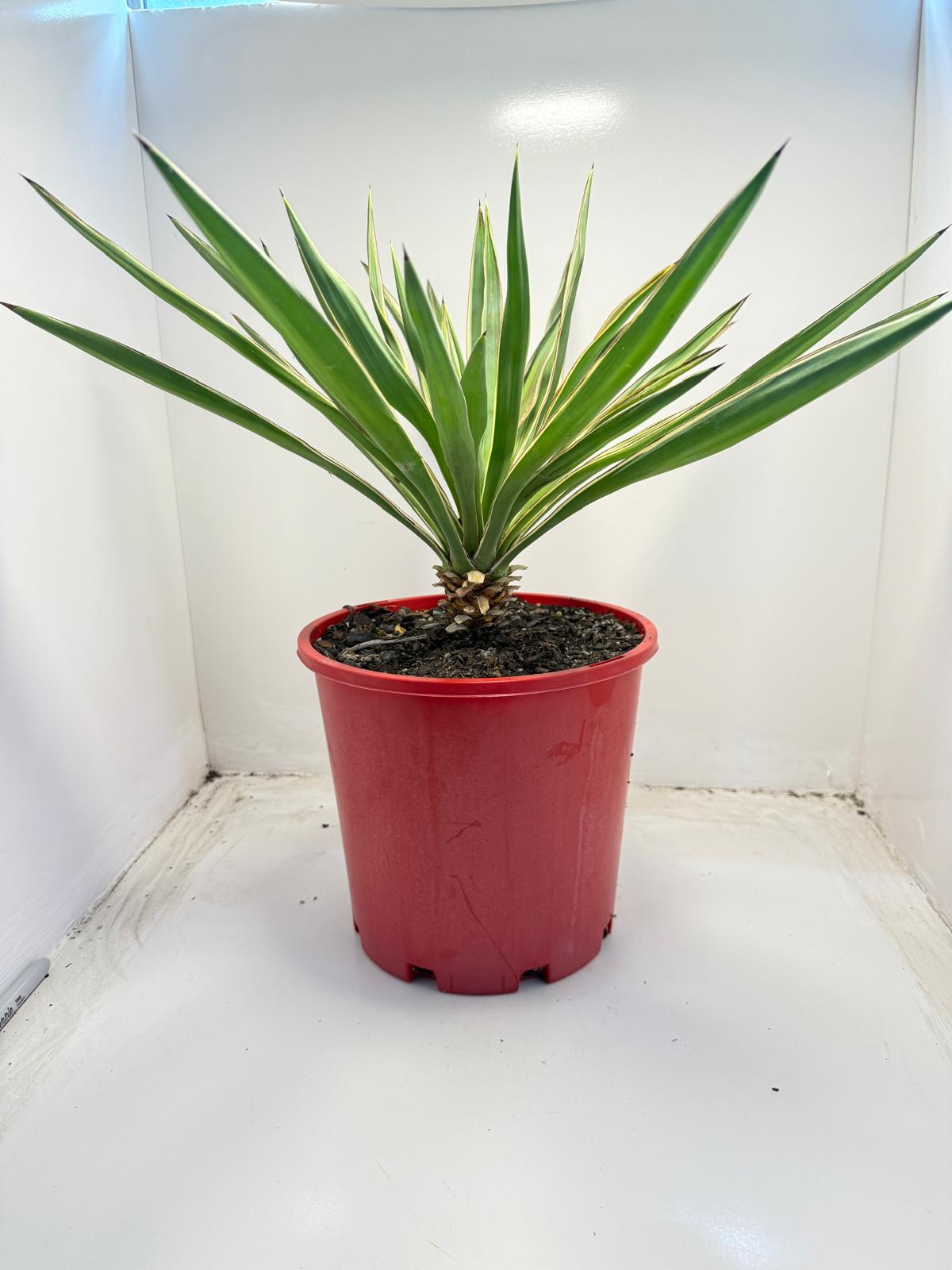 Yucca Carnival #74 | 210mm