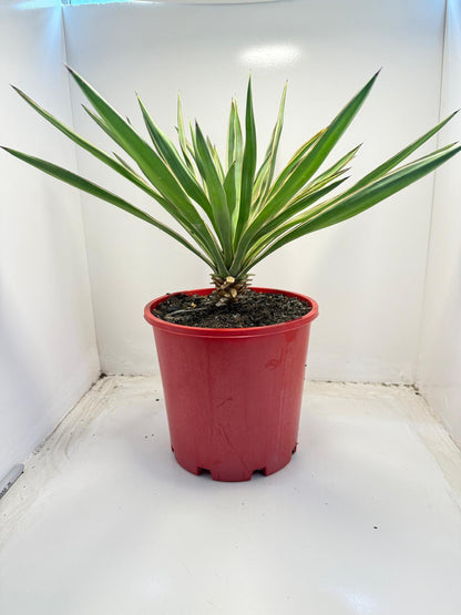 Yucca Carnival #74 | 210mm