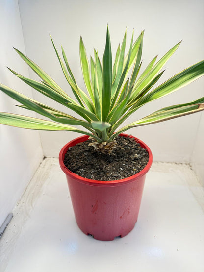 Yucca Carnival #74 | 210mm