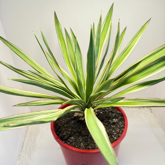 Yucca Carnival #74 | 210mm