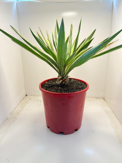 Yucca Carnival #74 | 210mm