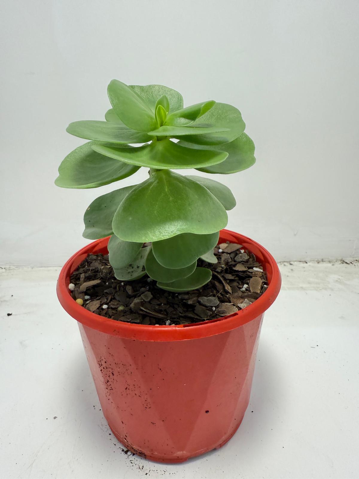 Portulaca molokiniensis 'Hawaiian Portulaca'| 130mm