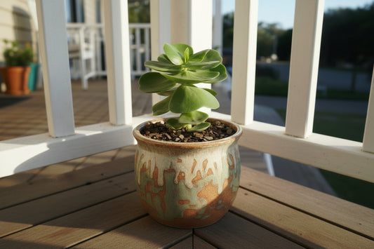 Portulaca molokiniensis 'Hawaiian Portulaca'| 130mm