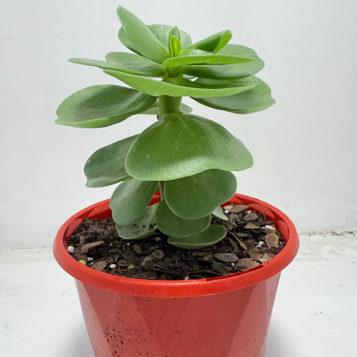 Portulaca molokiniensis 'Hawaiian Portulaca'| 130mm