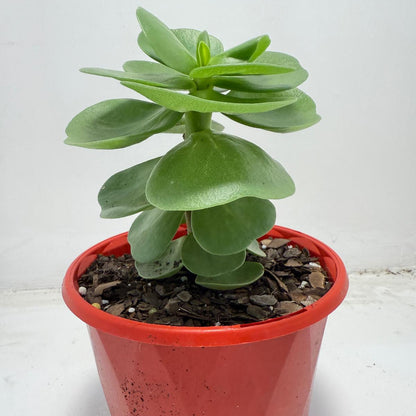 Portulaca molokiniensis 'Hawaiian Portulaca'| 130mm