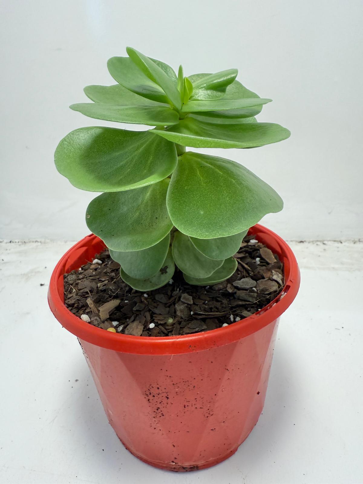 Portulaca molokiniensis 'Hawaiian Portulaca'| 130mm