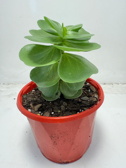 Portulaca molokiniensis 'Hawaiian Portulaca'| 130mm