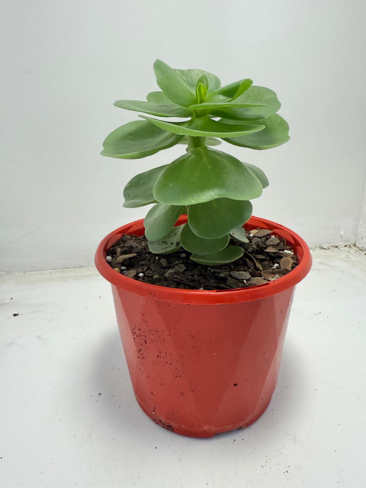 Portulaca molokiniensis 'Hawaiian Portulaca'| 130mm