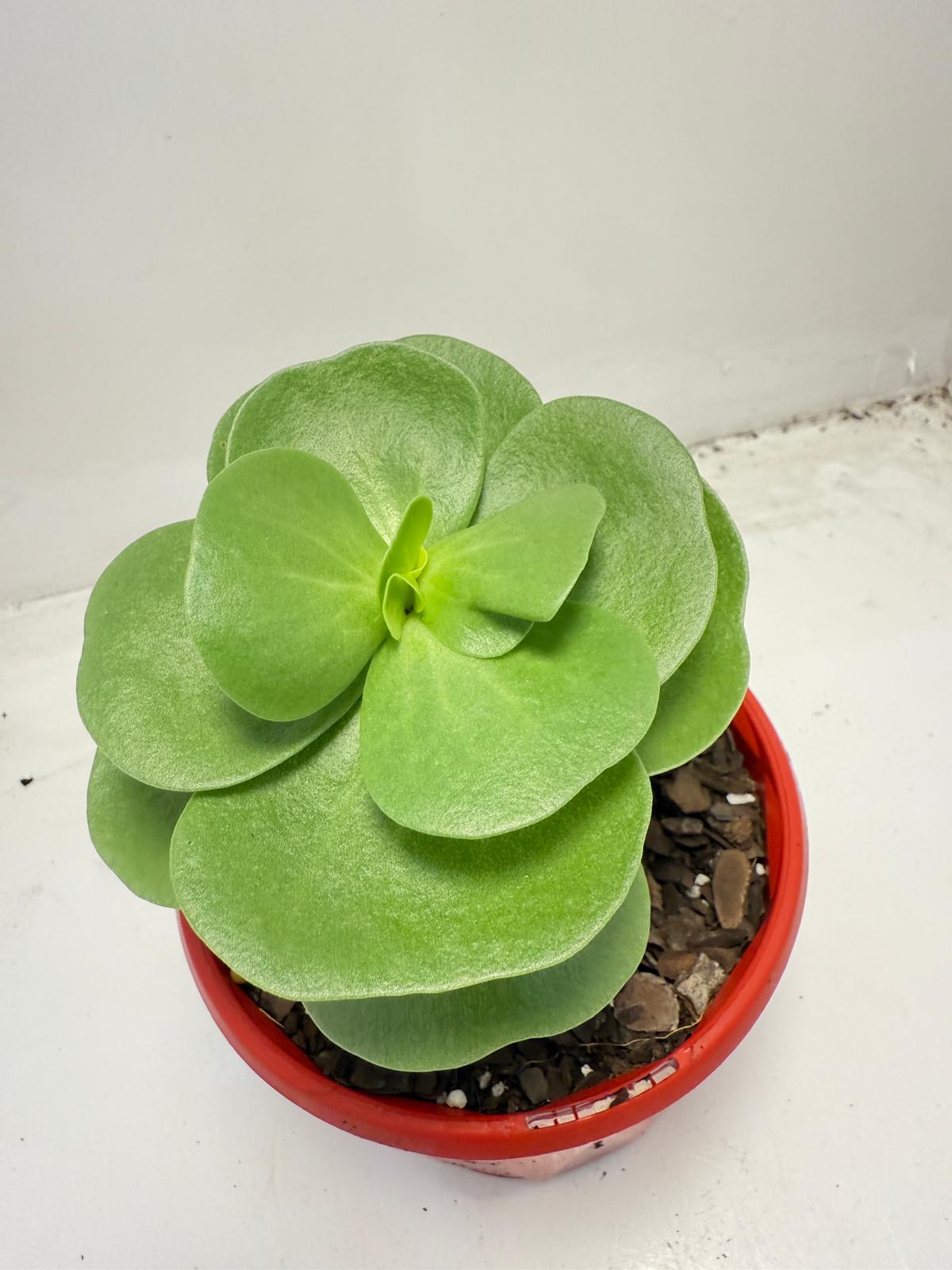 Portulaca molokiniensis 'Hawaiian Portulaca'| 130mm