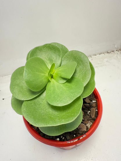 Portulaca molokiniensis 'Hawaiian Portulaca'| 130mm