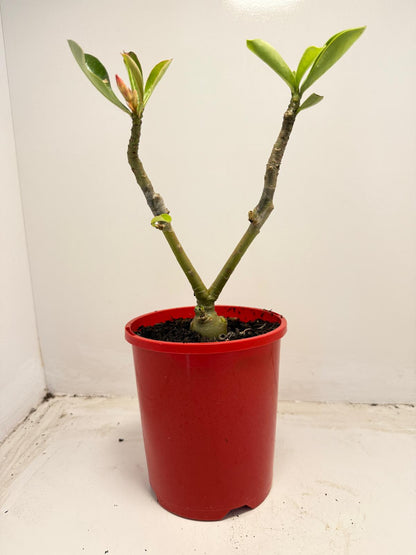 Desert rose 2 graft in one Plant #40 and #110 |140mm