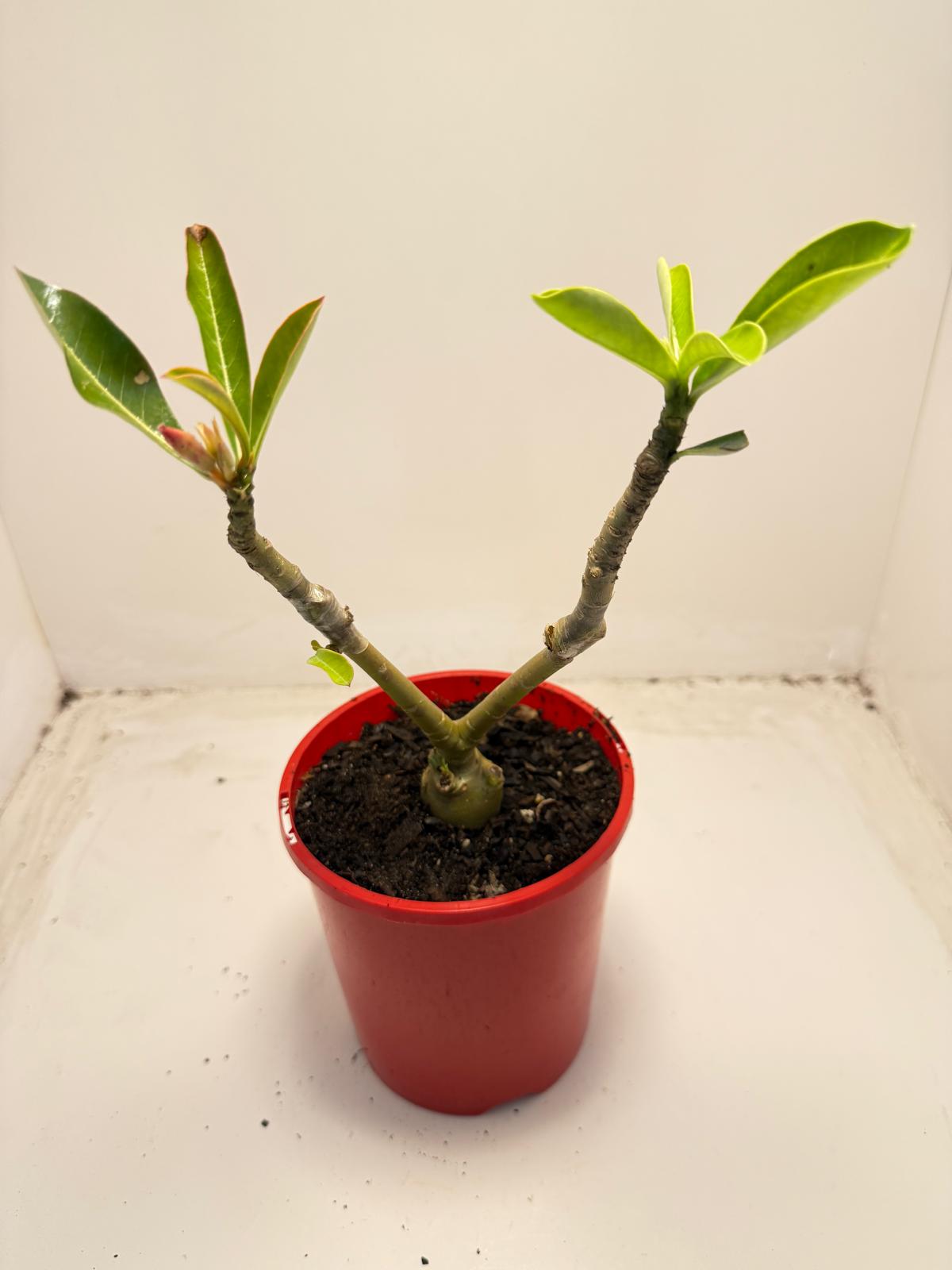 Desert rose 2 graft in one Plant #40 and #110 |140mm