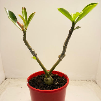 Desert rose 2 graft in one Plant #40 and #110 |140mm
