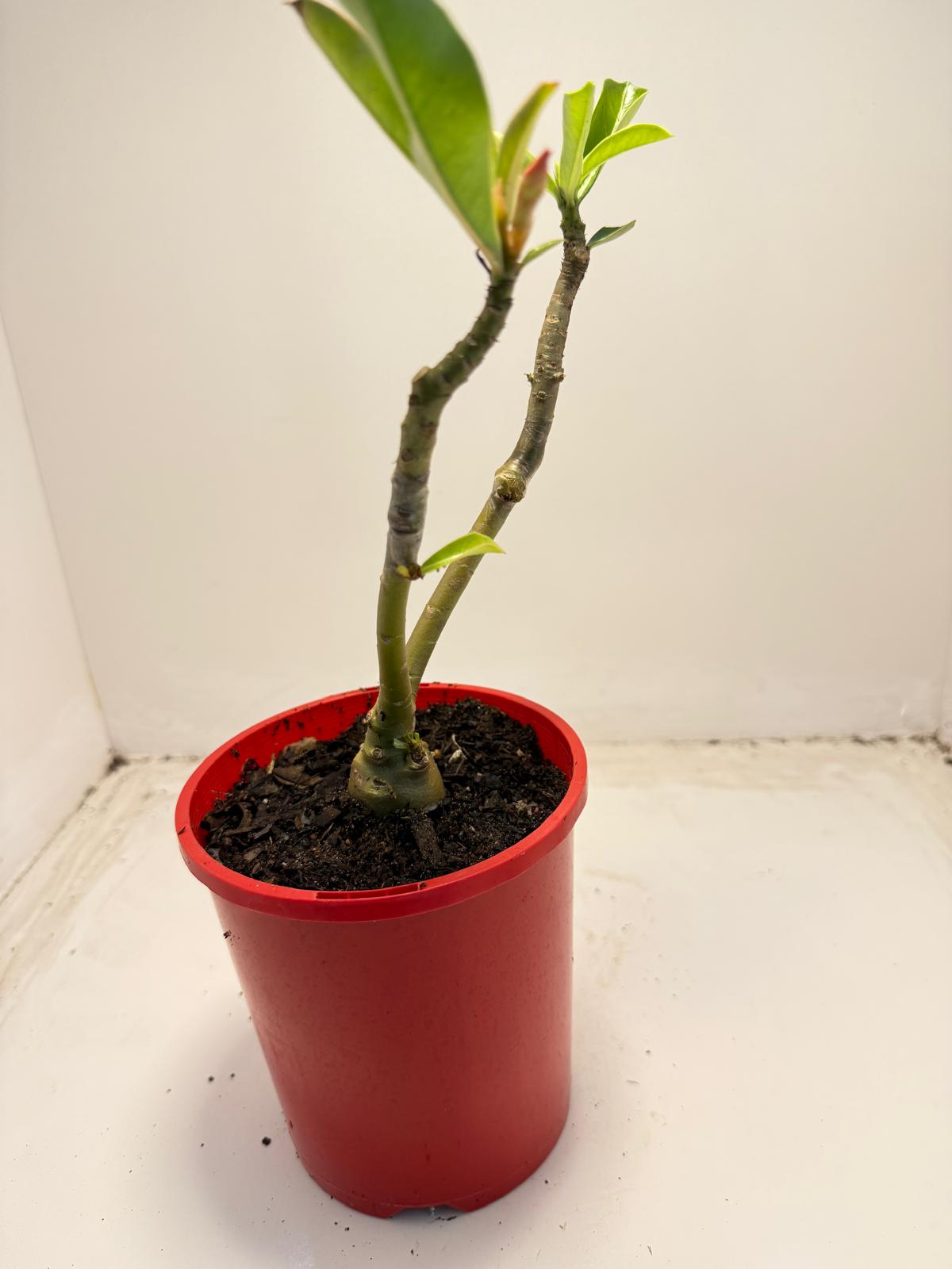 Desert rose 2 graft in one Plant #40 and #110 |140mm