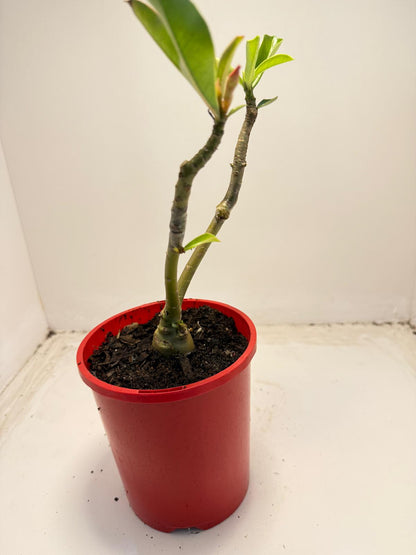 Desert rose 2 graft in one Plant #40 and #110 |140mm