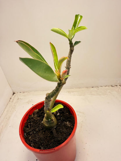 Desert rose 2 graft in one Plant #40 and #110 |140mm