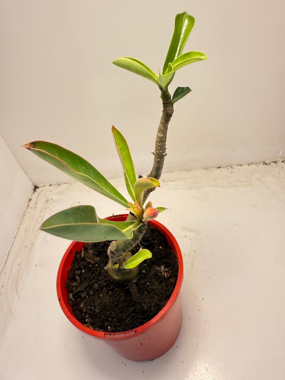 Desert rose 2 graft in one Plant #40 and #110 |140mm