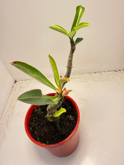 Desert rose 2 graft in one Plant #40 and #110 |140mm