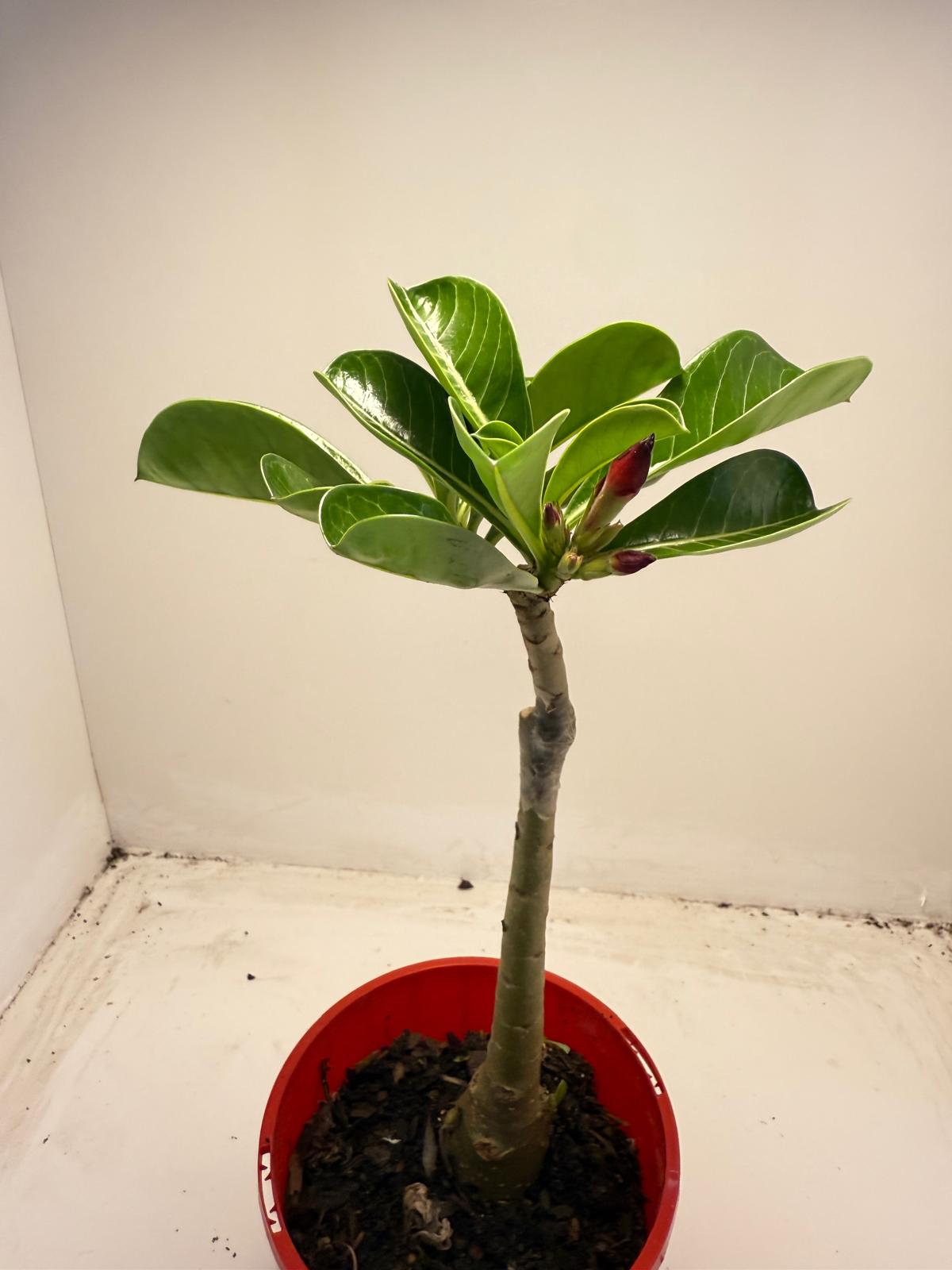 Desert Rose - Adenium Obesum- Grafted # 51