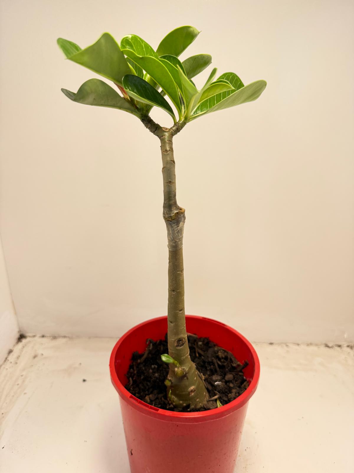 Desert Rose - Adenium Obesum- Grafted # 51