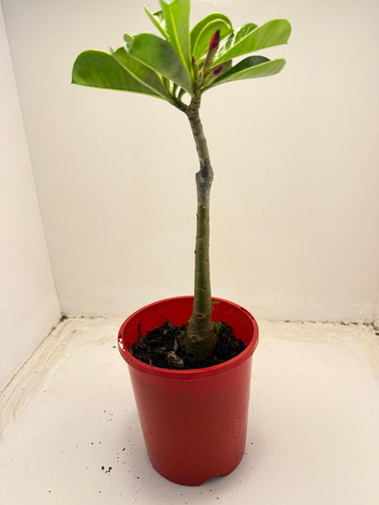 Desert Rose - Adenium Obesum- Grafted # 51