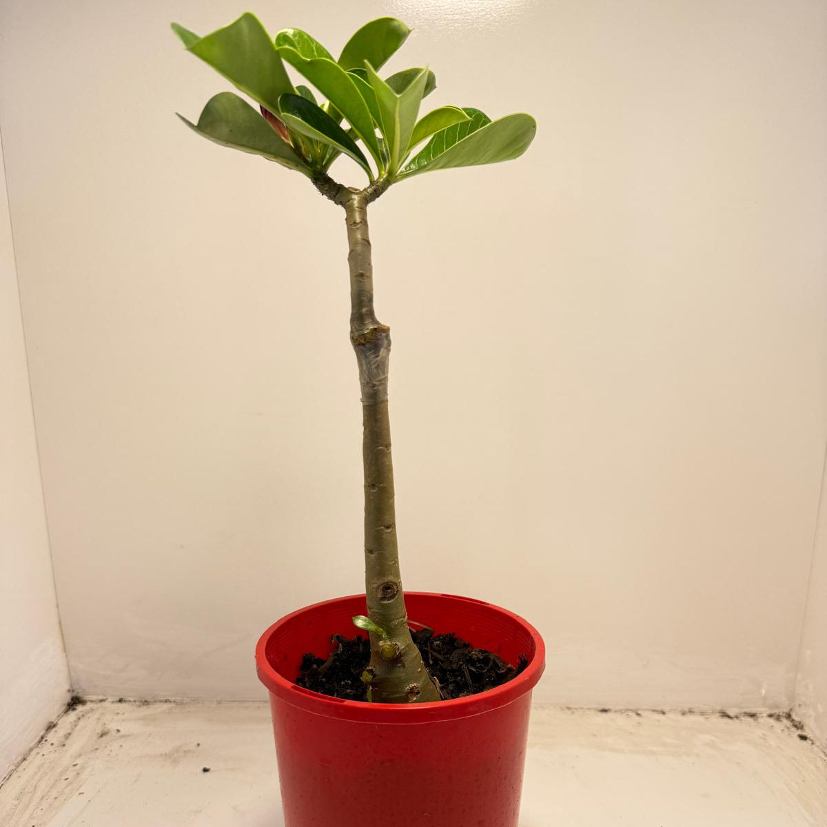 Desert Rose - Adenium Obesum- Grafted # 51