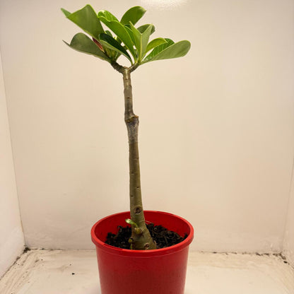 Desert Rose - Adenium Obesum- Grafted # 51