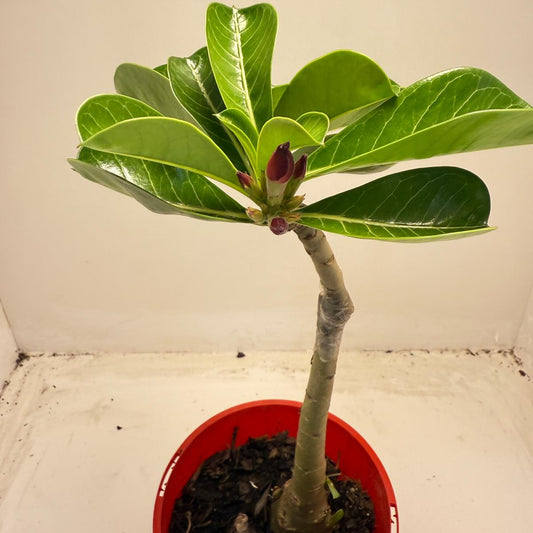 Desert Rose - Adenium Obesum- Grafted # 51