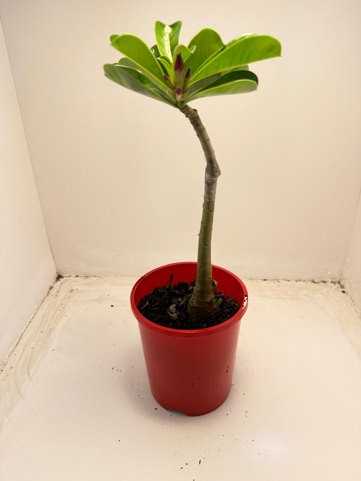 Desert Rose - Adenium Obesum- Grafted # 51