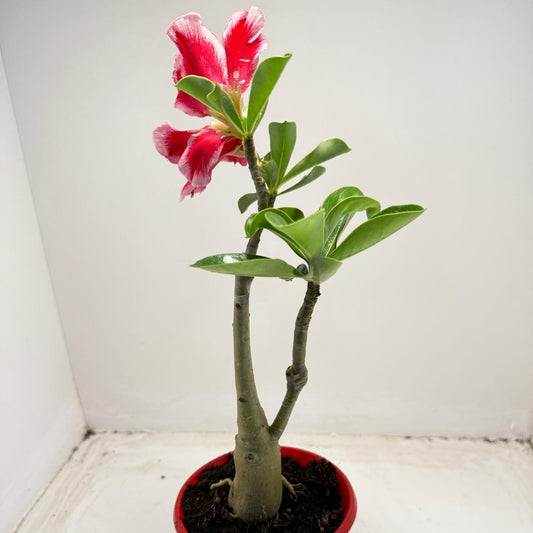 Desert Rose grafted  # 110 and #63 | 140mm