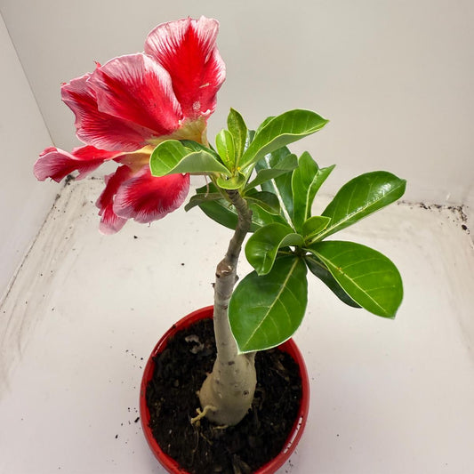 Desert Rose grafted  # 110 and #63 | 140mm