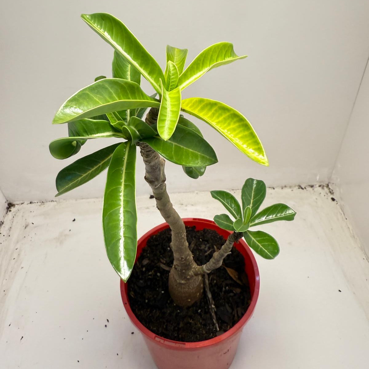 Desert grafted 2 in one - #11 and #46 |140mm