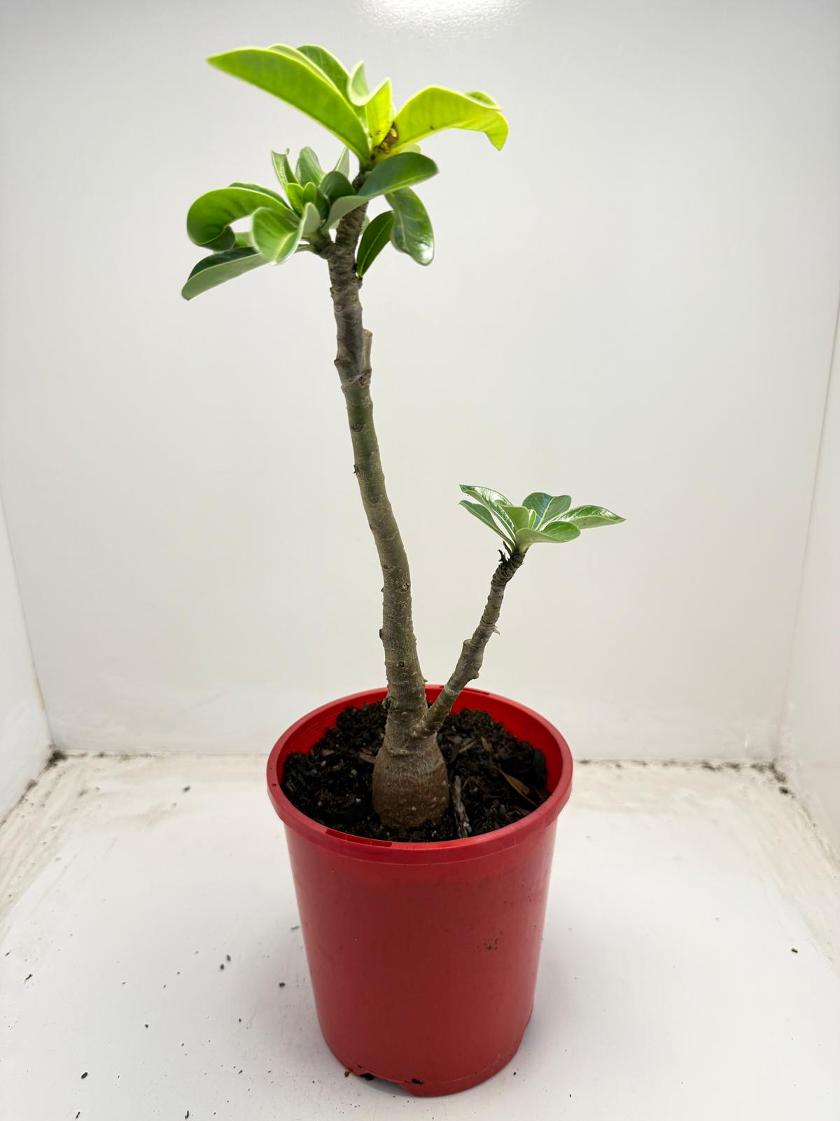 Desert grafted 2 in one - #11 and #46 |140mm