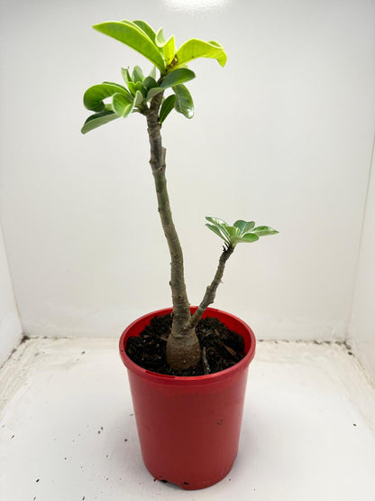 Desert grafted 2 in one - #11 and #46 |140mm