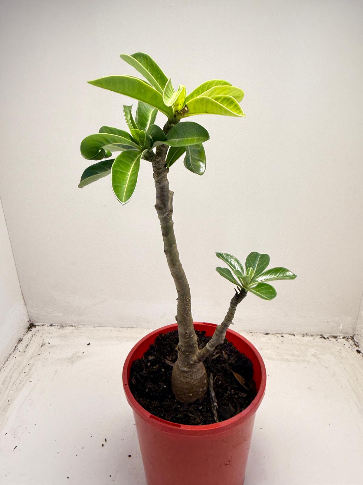 Desert grafted 2 in one - #11 and #46 |140mm