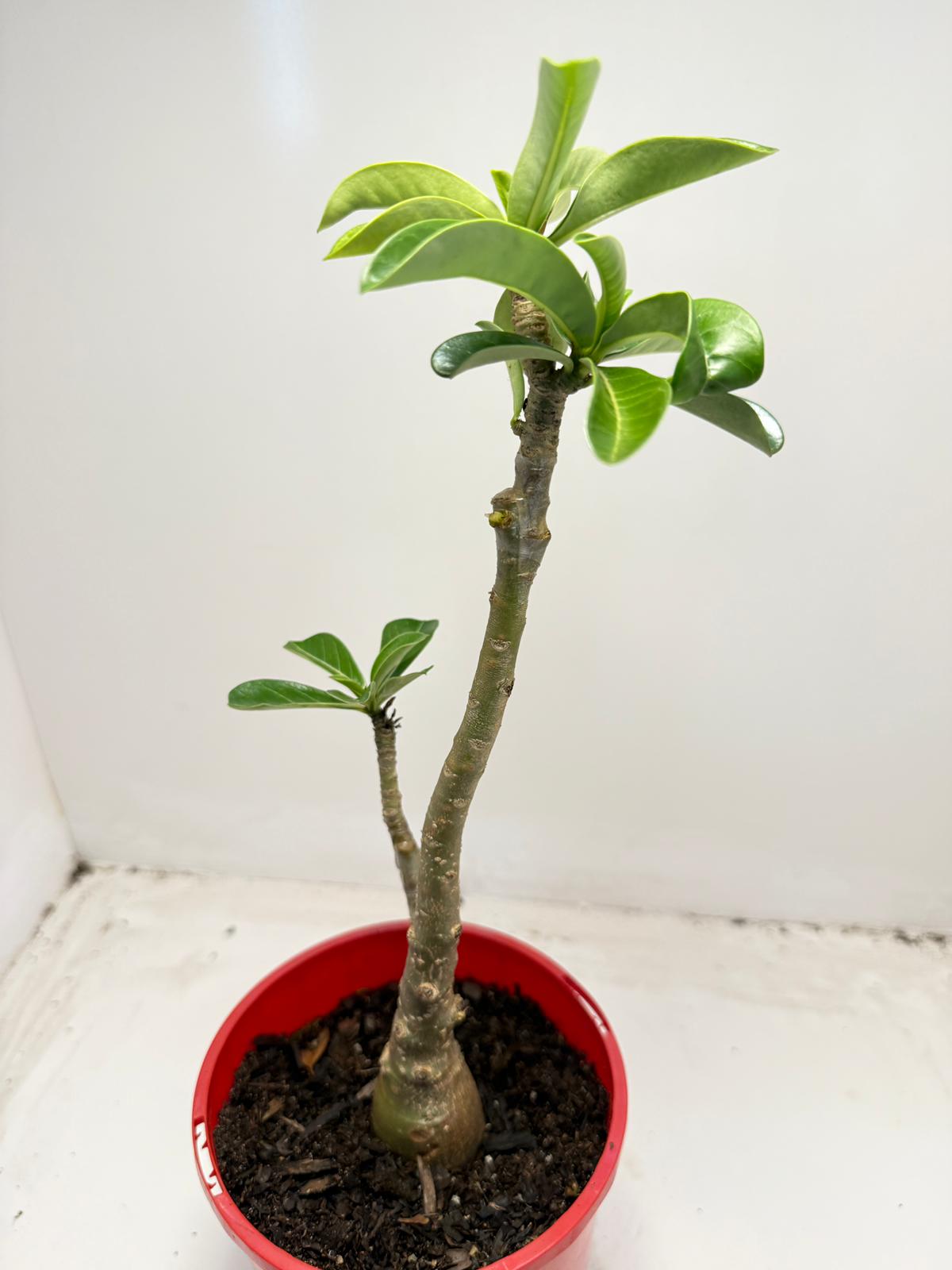 Desert grafted 2 in one - #11 and #46 |140mm