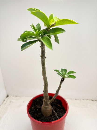 Desert grafted 2 in one - #11 and #46 |140mm